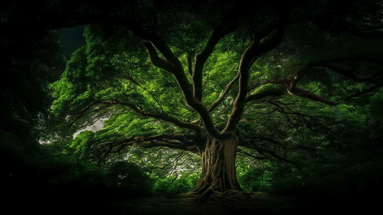 Image of a tree